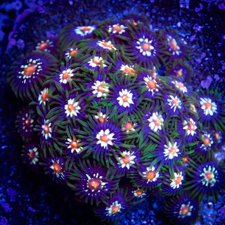 Zoanthus Daisy Cutter – muda 4 pólipos